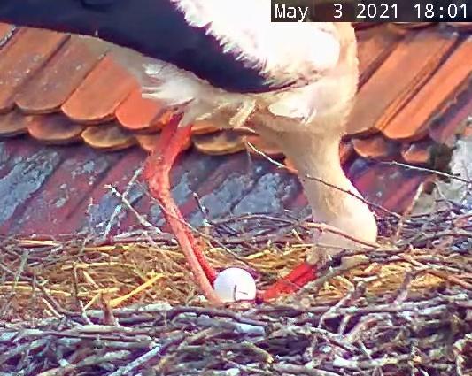 Störche Post 2021-05-03(1).jpg