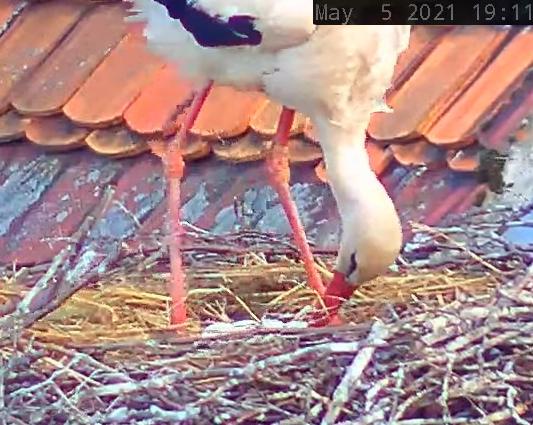 Störche Post 2021-05-05.jpg