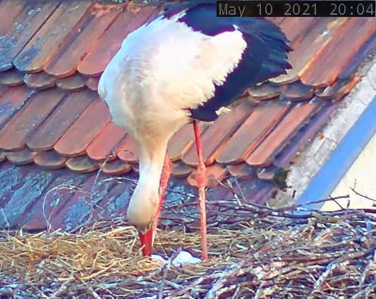 Störche Post 2021-05-10.jpg