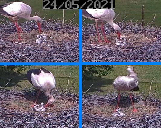 Störche Feuerwehr 2021-05-24.jpg