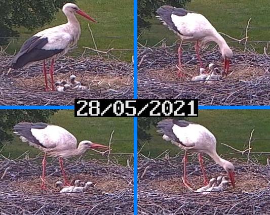 Störche Feuerwehr 2021-05-28.jpg