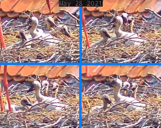 Störche Post 2021-05-28.jpg