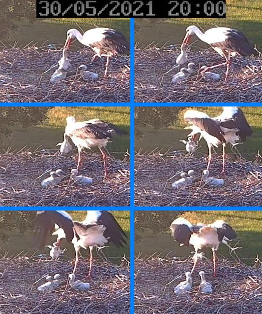 Störche Feuerwehr 2021-05-30.jpg