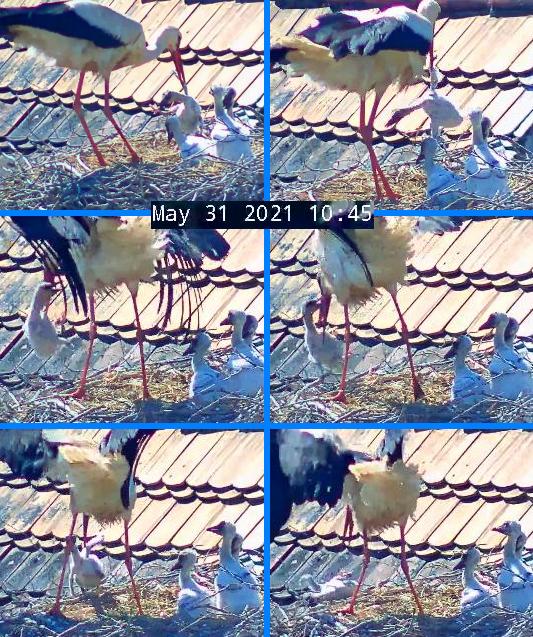 Störche Post 2021-05-31.jpg