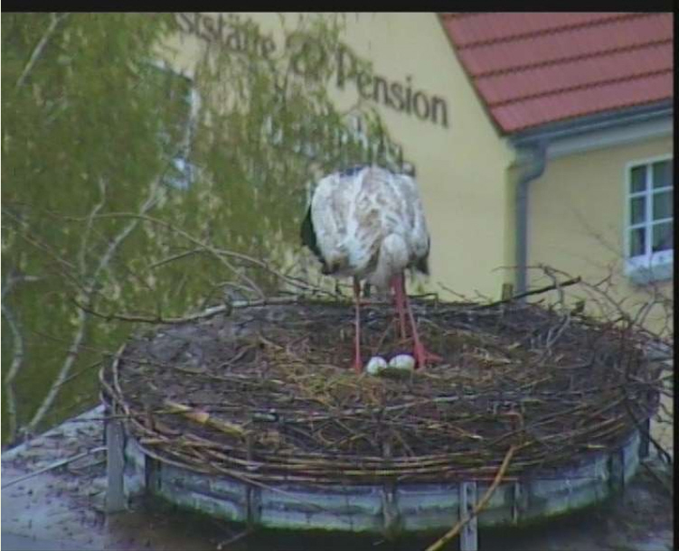 Kodersdorfer Störche.jpg