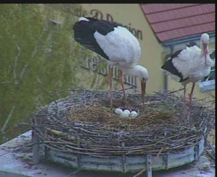 Kodersdorfer Störche.jpg