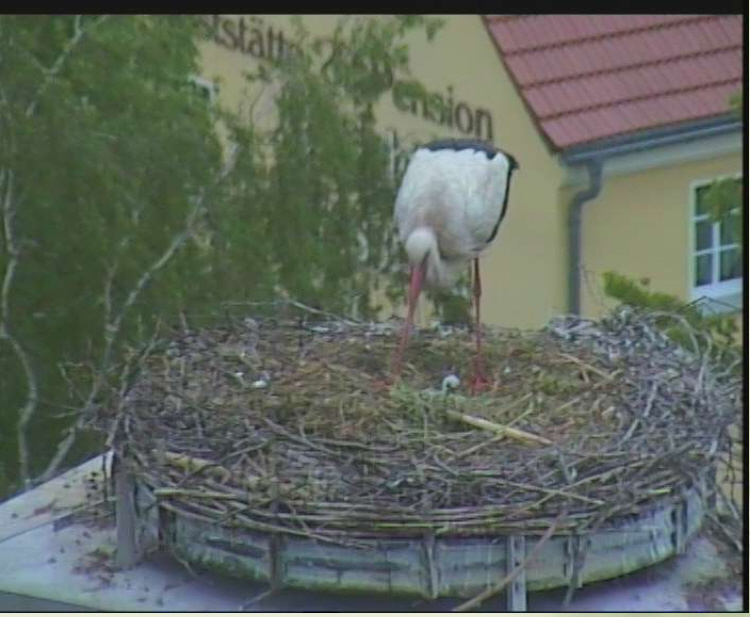 der erste Storch ist geschlüpft.jpg