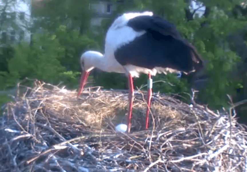 Screenshot_2019-05-07 Storchen-Cam - Tierpark Görlitz(1).png