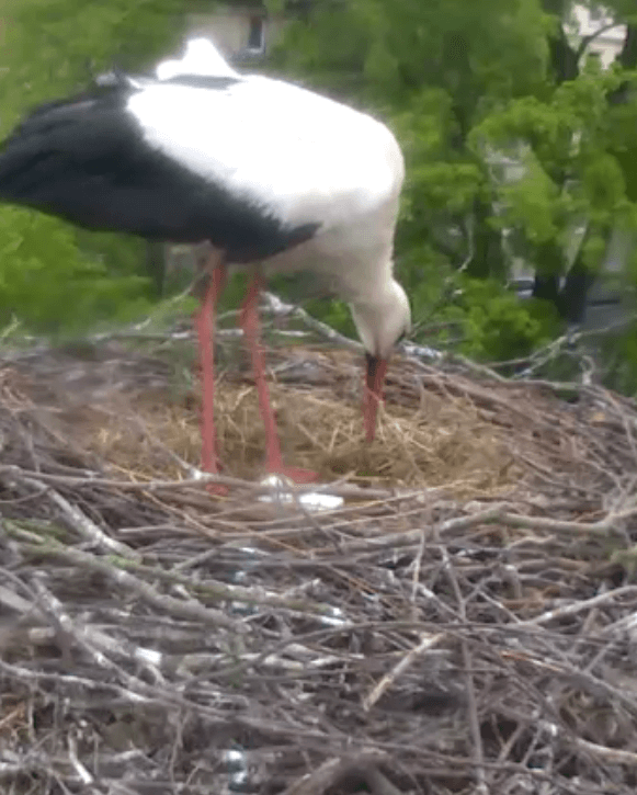 Screenshot_2019-05-09 Storchen-Cam - Tierpark Görlitz(1).png